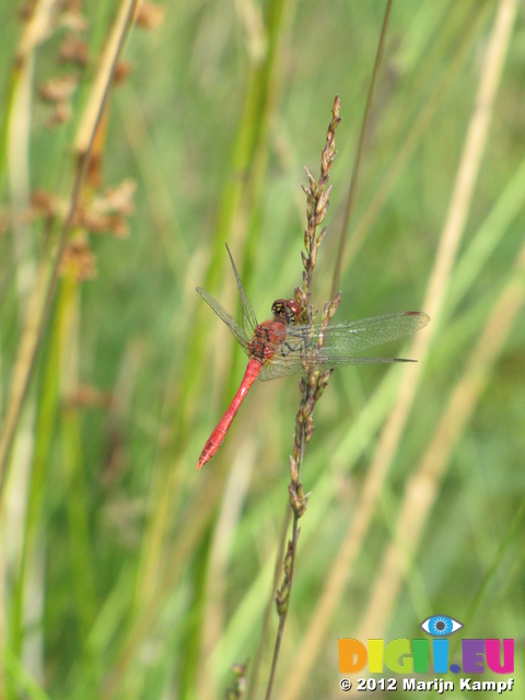 SX24232 Red dragonfly